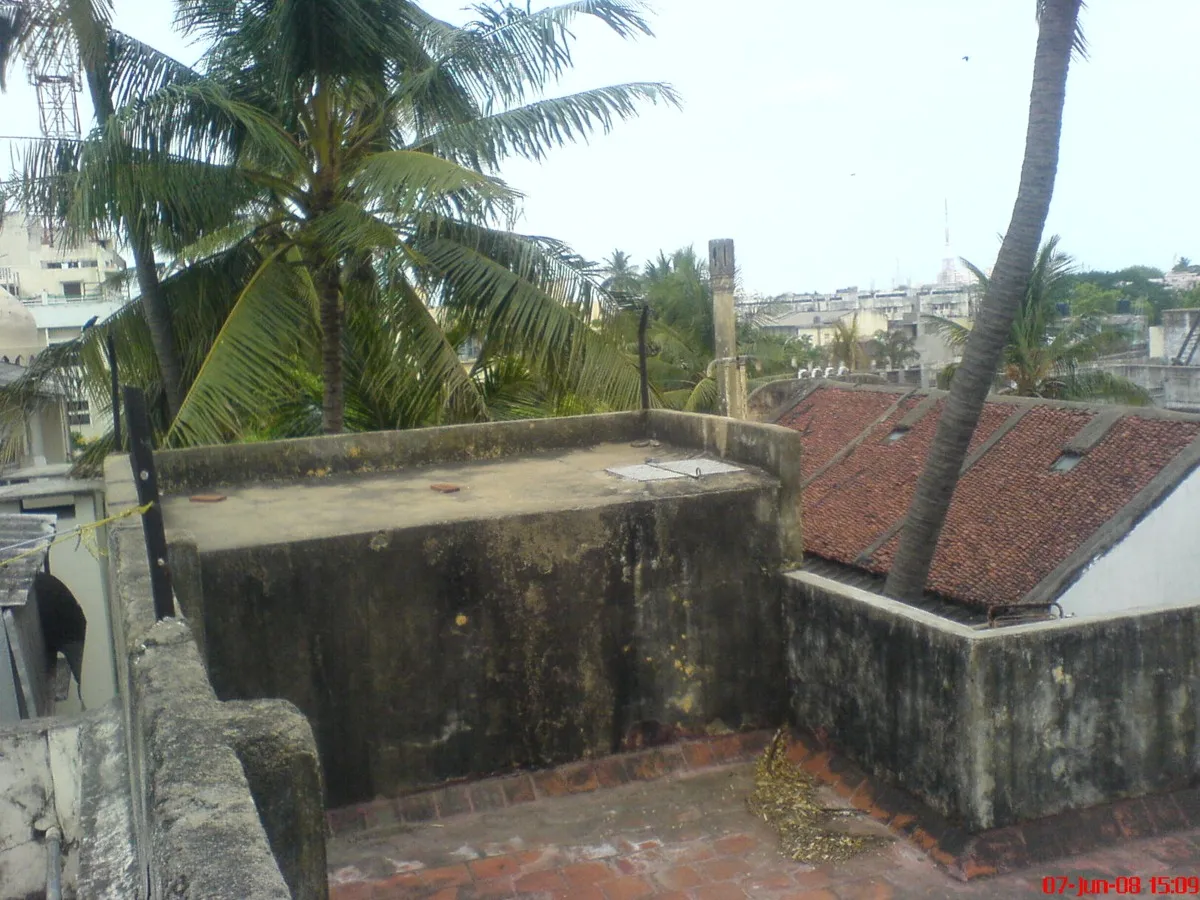 The rooftop terrace, coconut palms leaning over a low parapet, with the tiled roofs of Egmore beyond.